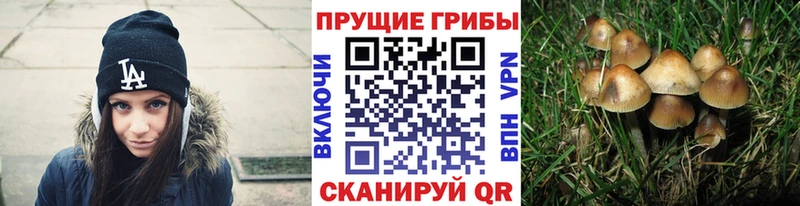 Галлюциногенные грибы Psilocybine cubensis  Туринск 
